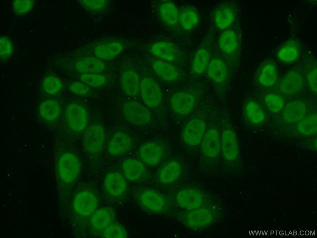 ATF1 Antibody in Immunocytochemistry (ICC/IF)