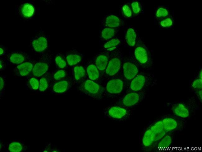 SUB1 Antibody in Immunocytochemistry (ICC/IF)