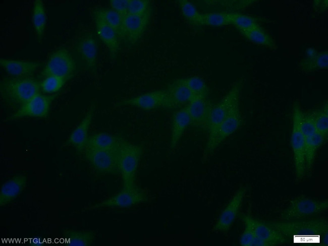 WBP2 Antibody in Immunocytochemistry (ICC/IF)