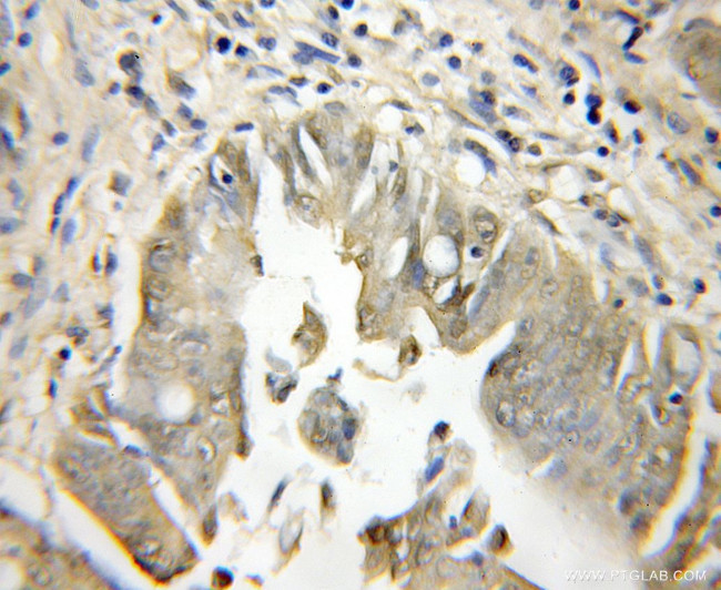 PCSK7 Antibody in Immunohistochemistry (Paraffin) (IHC (P))