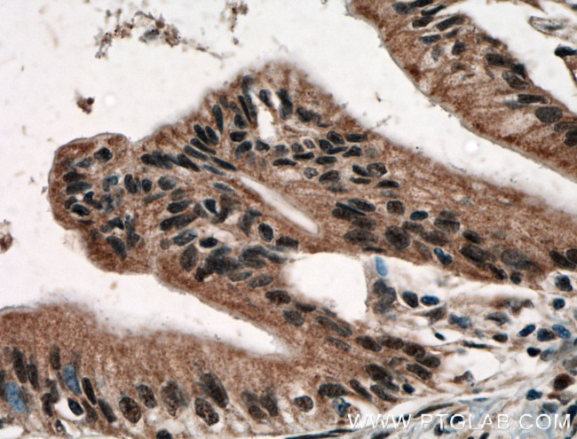 USP48 Antibody in Immunohistochemistry (Paraffin) (IHC (P))