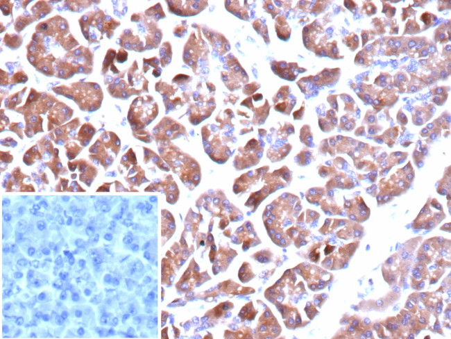 Colipase/CLPS Antibody in Immunohistochemistry (Paraffin) (IHC (P))