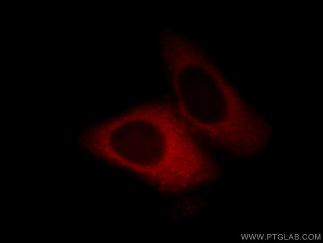 UBA5 Antibody in Immunocytochemistry (ICC/IF)