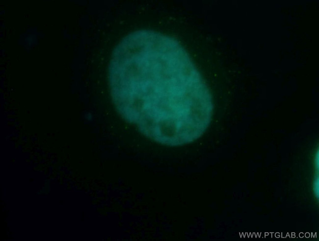 UBLCP1 Antibody in Immunocytochemistry (ICC/IF)