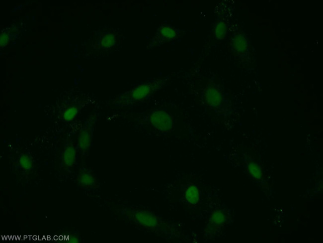 PTMS Antibody in Immunocytochemistry (ICC/IF)
