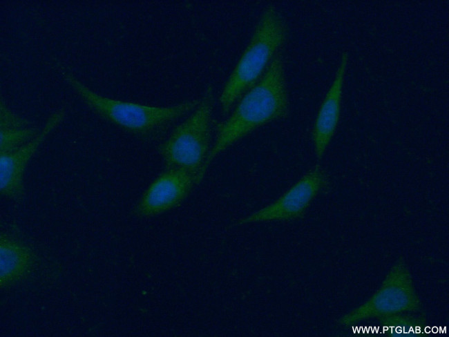CCBL1/KAT1 Antibody in Immunocytochemistry (ICC/IF)