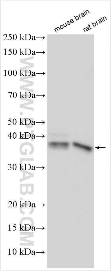HDAC11 Antibody in Western Blot (WB)
