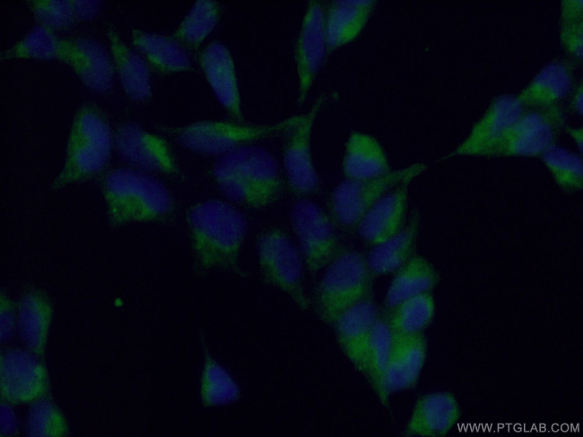 PCTAIRE3 Antibody in Immunocytochemistry (ICC/IF)