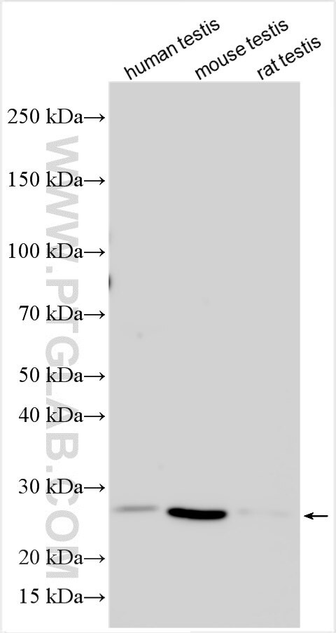 STYX Antibody in Western Blot (WB)
