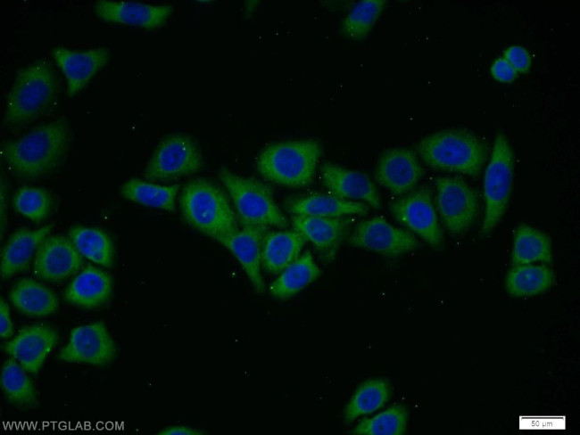 FRS3 Antibody in Immunocytochemistry (ICC/IF)
