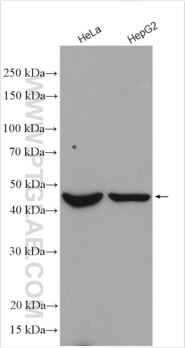 INPP1 Antibody in Western Blot (WB)