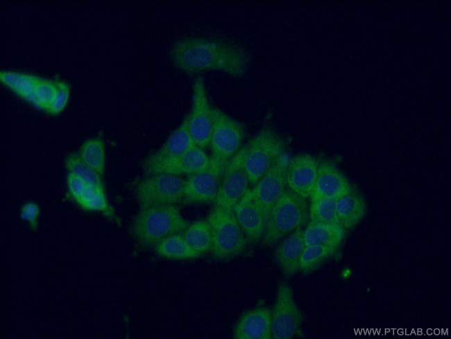 CCT8 Antibody in Immunocytochemistry (ICC/IF)