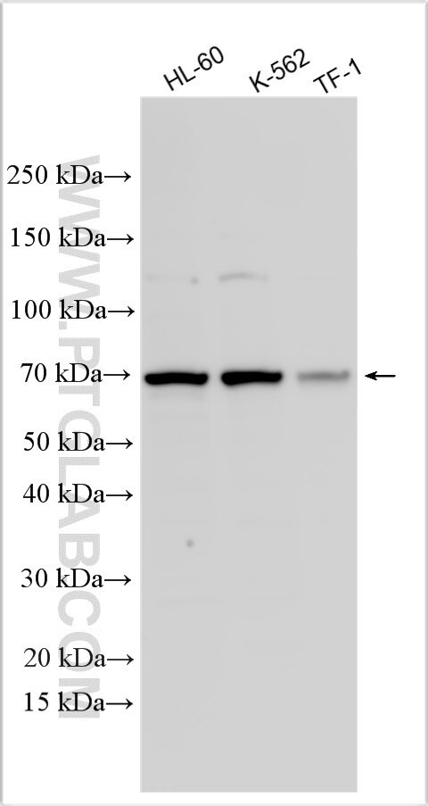 IL-27RA Antibody in Western Blot (WB)