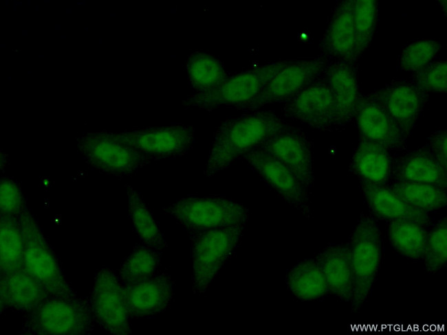 KIN17 Antibody in Immunocytochemistry (ICC/IF)