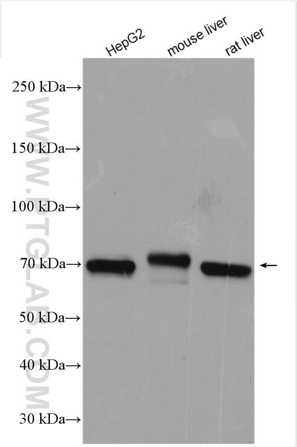 UBE3C Antibody in Western Blot (WB)