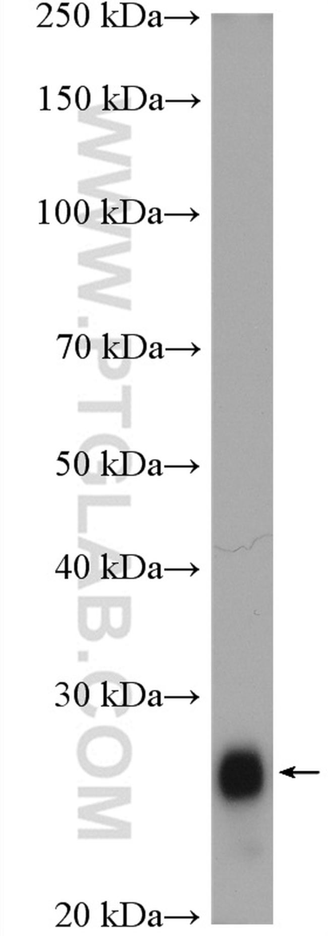 FAM3D Antibody in Western Blot (WB)