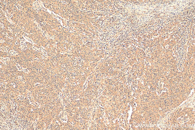 DNAJC12 Antibody in Immunohistochemistry (Paraffin) (IHC (P))