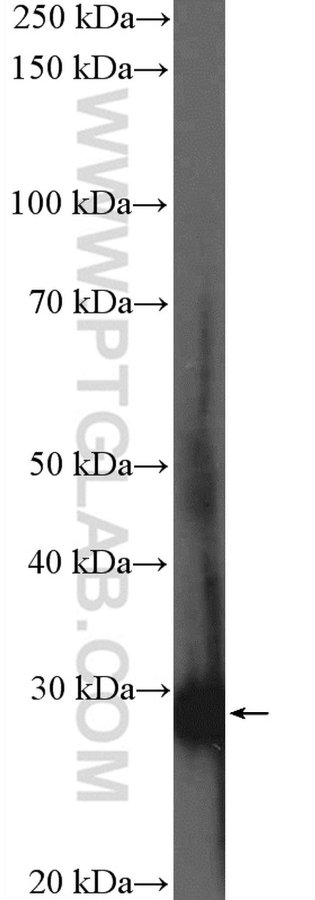MXI1 Antibody in Western Blot (WB)