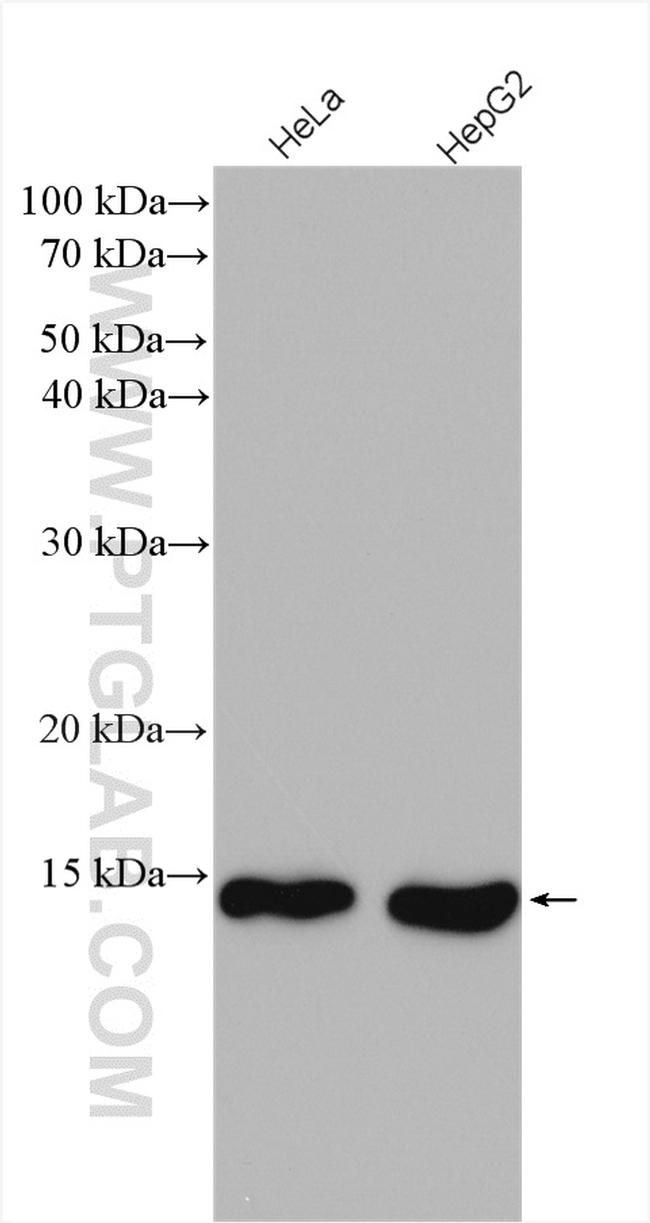 SF3B14 Antibody in Western Blot (WB)