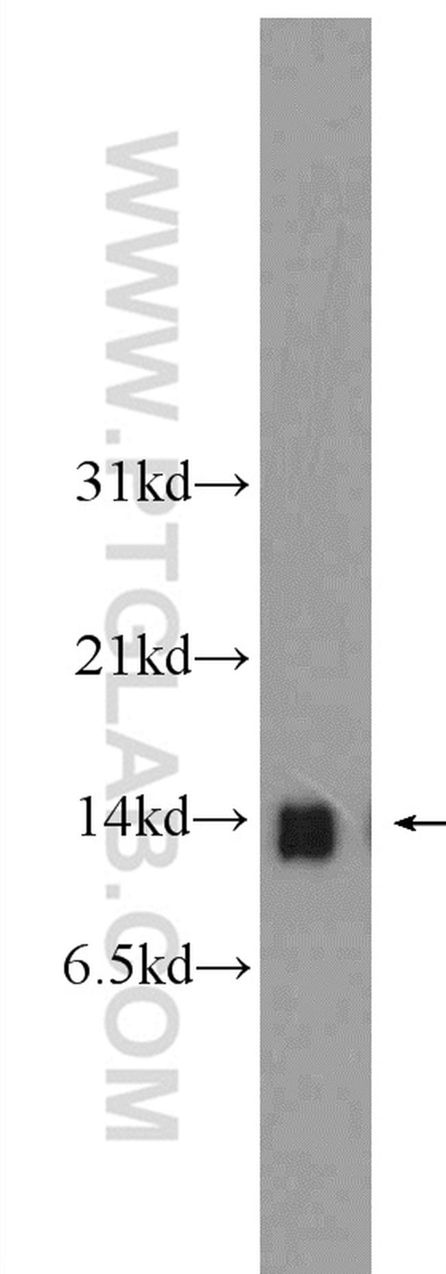 DDT Antibody in Western Blot (WB)