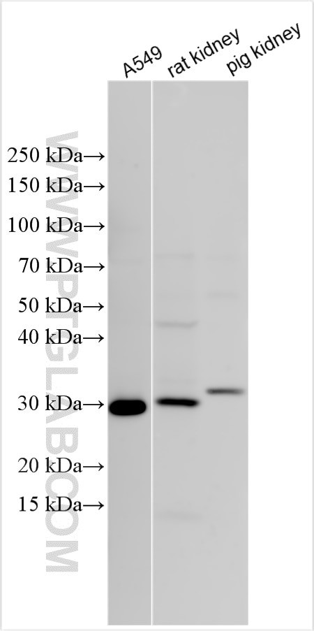 GLIPR1 Antibody in Western Blot (WB)
