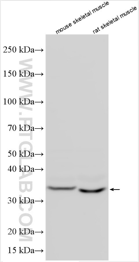 ANKRA2 Antibody in Western Blot (WB)