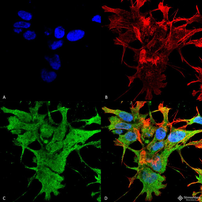 Dicer Antibody in Immunocytochemistry (ICC/IF)