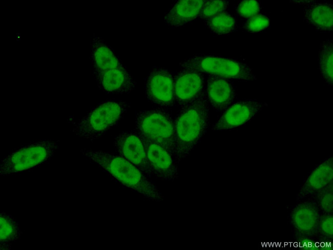 PPIL4 Antibody in Immunocytochemistry (ICC/IF)