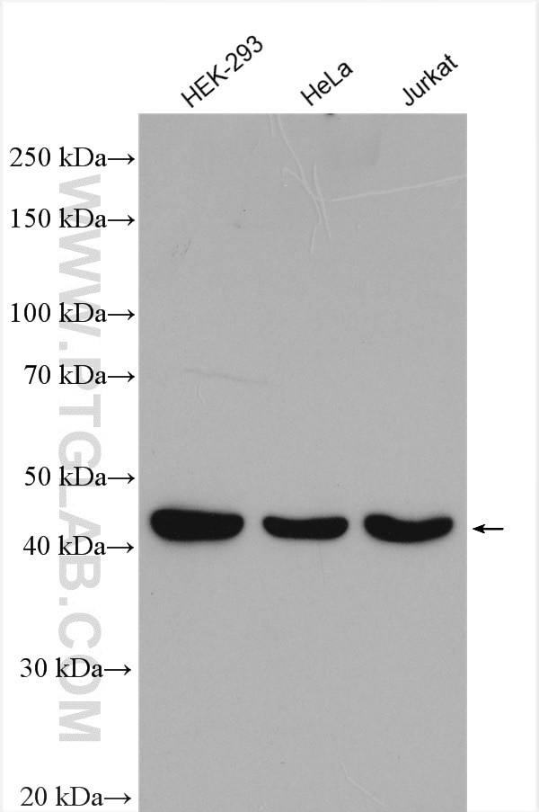 PSMD6 Antibody in Western Blot (WB)