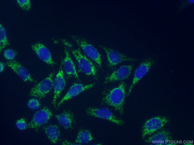 EDIL3 Antibody in Immunocytochemistry (ICC/IF)