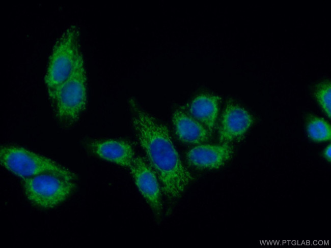 FDX1 Antibody in Immunocytochemistry (ICC/IF)