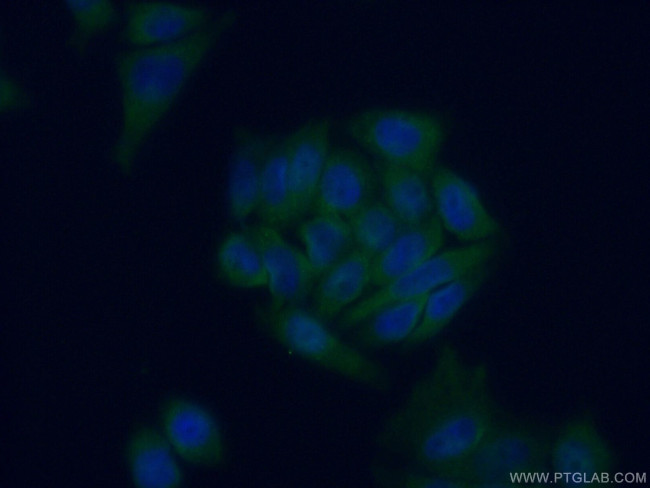TRIM23 Antibody in Immunocytochemistry (ICC/IF)