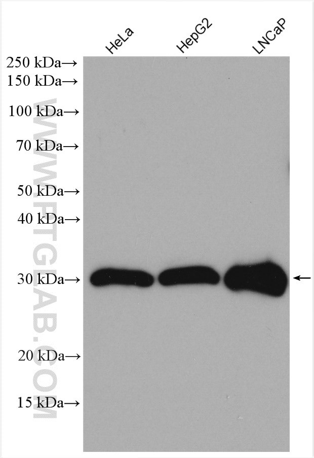 SCO1 Antibody in Western Blot (WB)