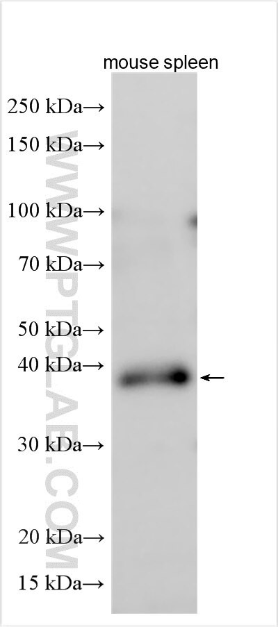 PDIK1L Antibody in Western Blot (WB)