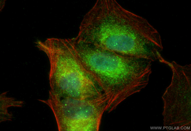 INPP4A Antibody in Immunocytochemistry (ICC/IF)