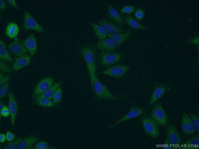RHPN2 Antibody in Immunocytochemistry (ICC/IF)