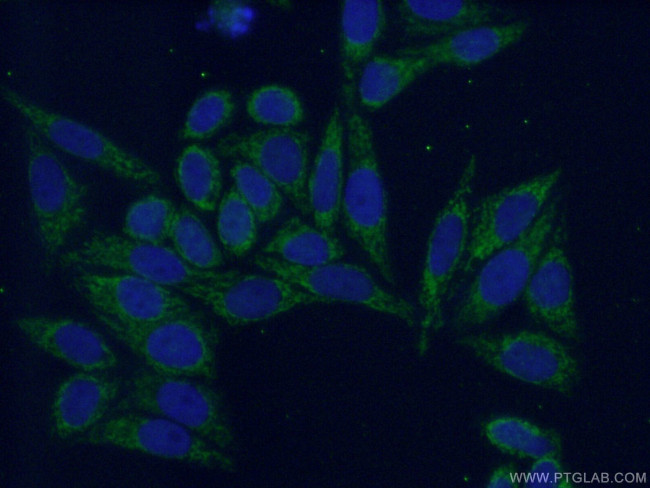 PPP2R5A Antibody in Immunocytochemistry (ICC/IF)