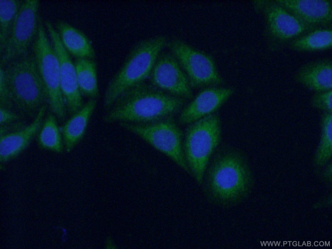 KIFAP3 Antibody in Immunocytochemistry (ICC/IF)
