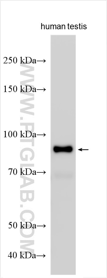 CATSPER1 Antibody in Western Blot (WB)