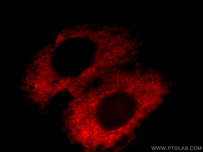 Osteoglycin Antibody in Immunocytochemistry (ICC/IF)