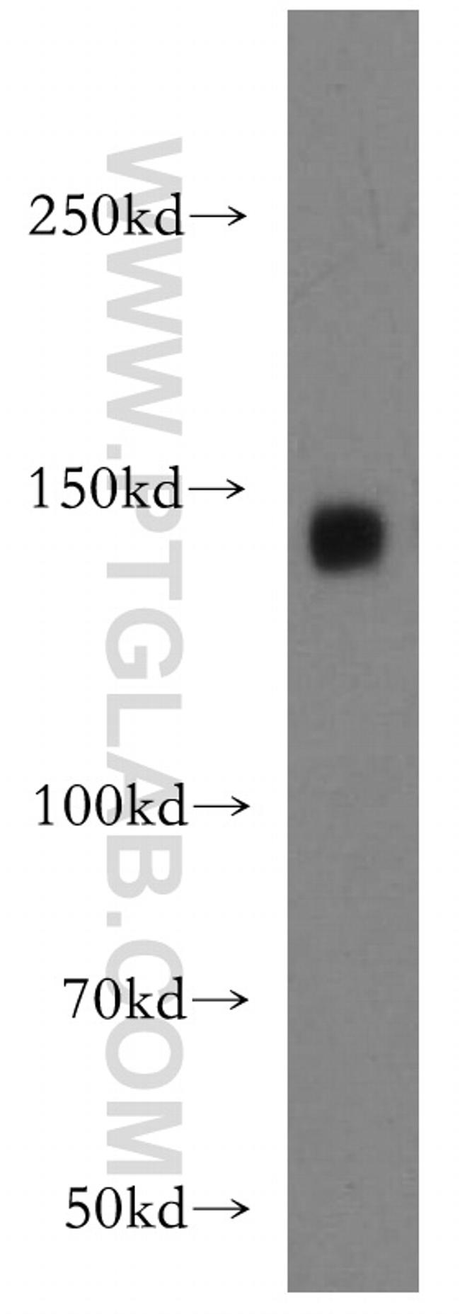 ICAM5 Antibody in Western Blot (WB)