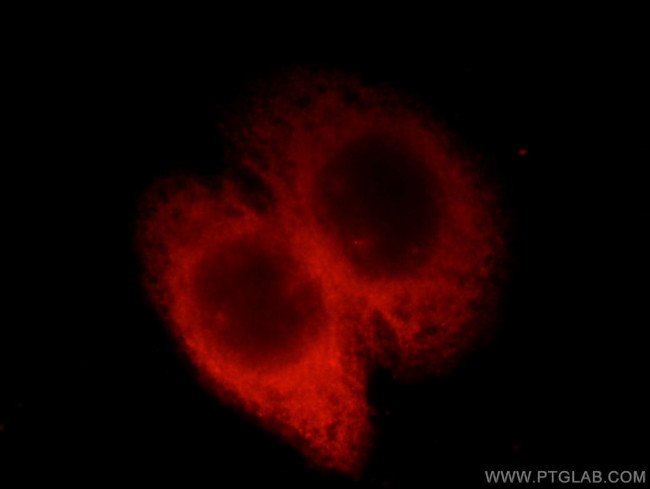 EML1 Antibody in Immunocytochemistry (ICC/IF)