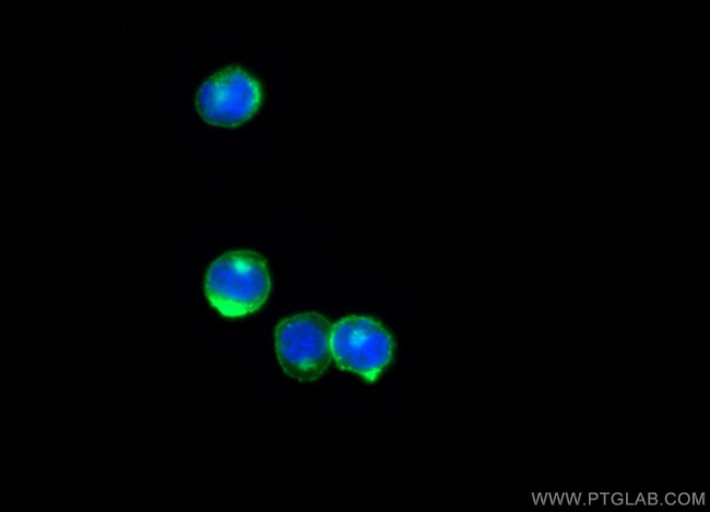 CD247 Antibody in Immunocytochemistry (ICC/IF)