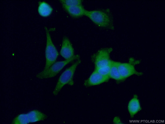 BCL2L14 Antibody in Immunocytochemistry (ICC/IF)