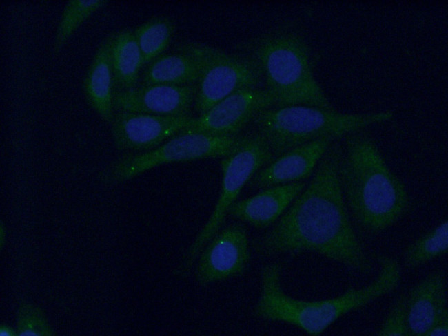PAMCI Antibody in Immunocytochemistry (ICC/IF)