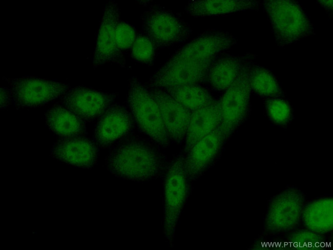 DTL Antibody in Immunocytochemistry (ICC/IF)