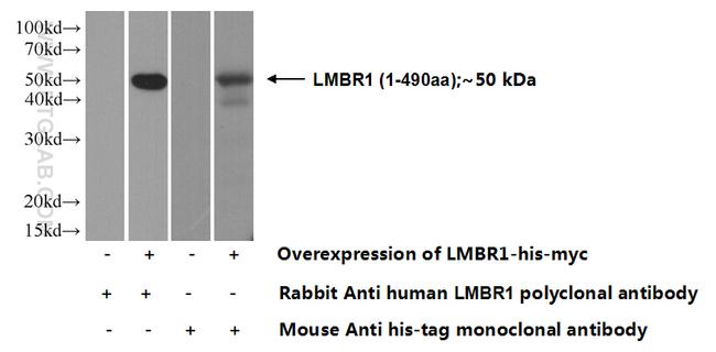LMBR1 Antibody in Western Blot (WB)