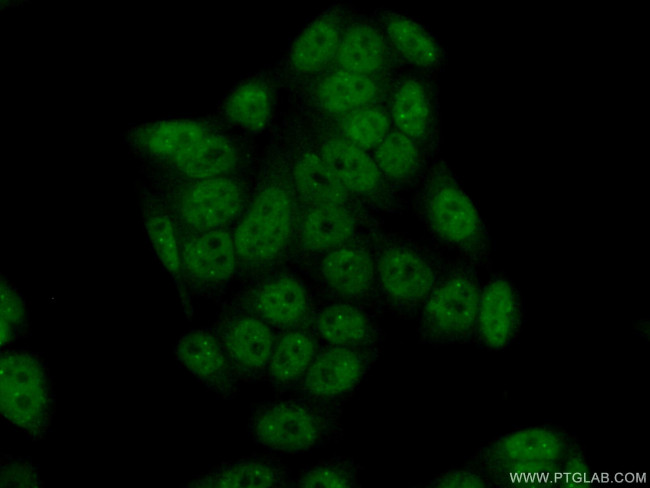 FANCM Antibody in Immunocytochemistry (ICC/IF)