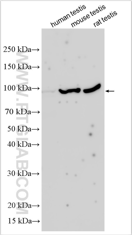 PIWIL4 Antibody in Western Blot (WB)