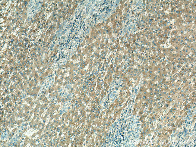 CDKL5 Antibody in Immunohistochemistry (Paraffin) (IHC (P))